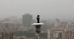 در روزهای آلودگی هوا چای سبز و شیر بنوشید