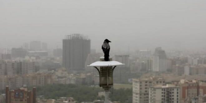 در روزهای آلودگی هوا چای سبز و شیر بنوشید