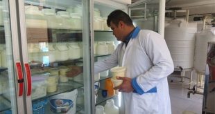ماست بخورید تا سیستم ایمنی بدنتان تقویت شود