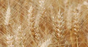 قیمت ۱۷.۵ هزار تومان گندم چقدر واقعی است؟