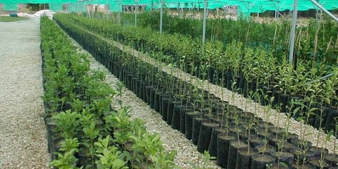 توجه ویژه به پرورش نهال مثمر