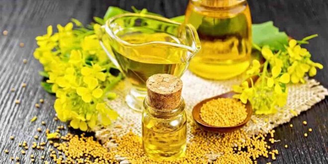 بی‌مهری نسبت به دانه‌های روغنی با وجود واردات حدود ۹۰ درصدی
