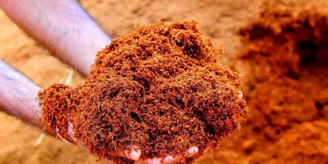 بومی‌سازی بستر کشت گلخانه با ضایعات درخت نخل
