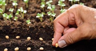 توسعه فناوری‌ و برندسازی بذرهای هیبرید تولید داخل