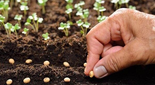 توسعه فناوری‌ و برندسازی بذرهای هیبرید تولید داخل