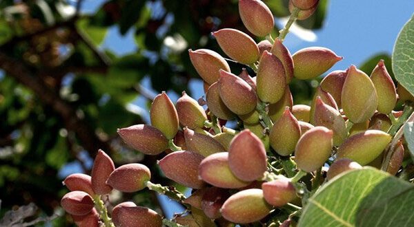 حفظ و نجات درختان پسته با محصول ایران‌ساخت