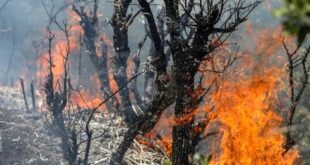 اعزام هواپیماهای اطفای حریق از ترکیه برای مهار آتش جنگل الیت