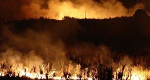 آتش‌سوزی جنگلی گسترده در نیوزیلند