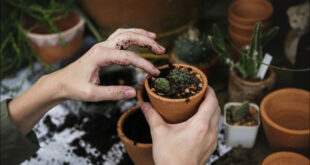 باغبانی، خطر درد زانو و آرتروز را کاهش می‌دهد