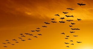 مرگ برخی پرندگان مهاجر در راه «تهران»