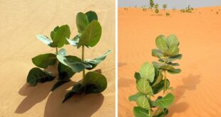 چین در صحرا لاستیک می‌کارد!