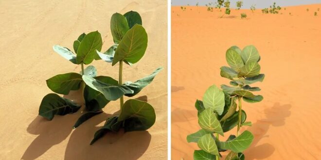 چین در صحرا لاستیک می‌کارد!