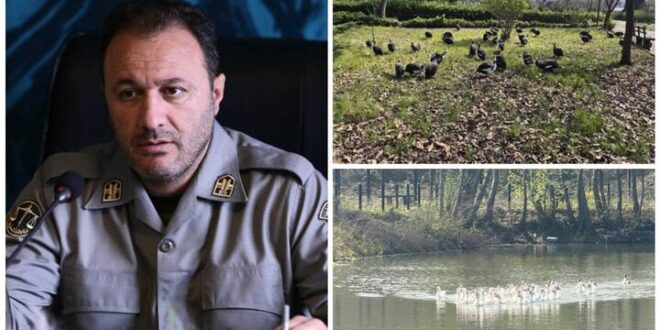انتقال موقت پرندگان باغ پرندگان لویزان به مازندران برای حفاظت در شرایط جنگی